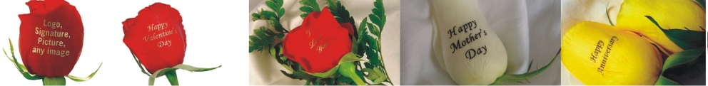 Speaking Roses