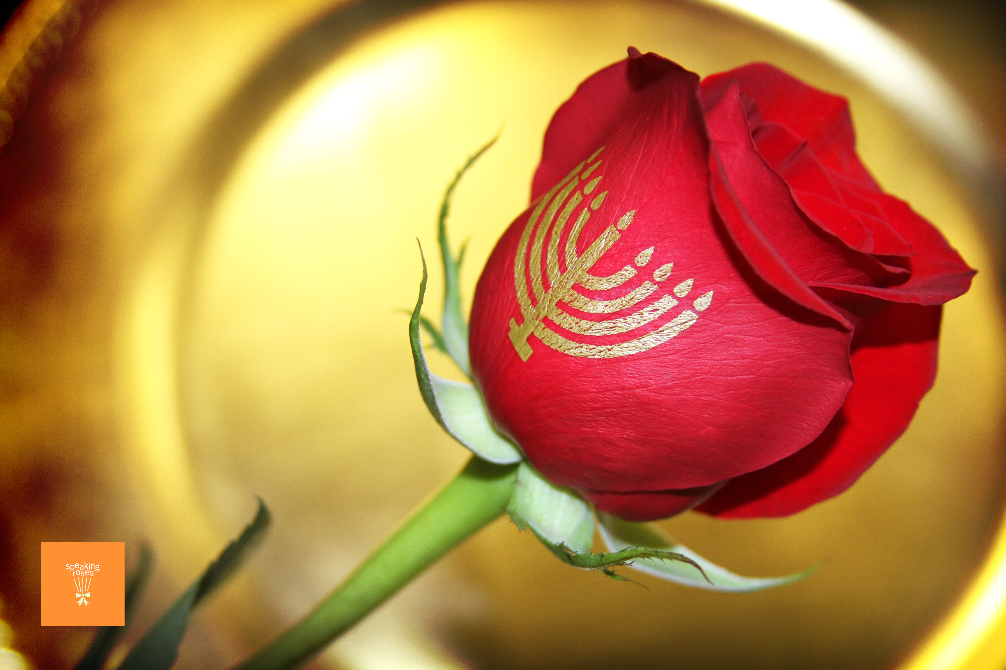 Speaking Roses